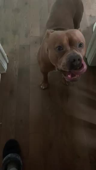 Dog howling to kazoo