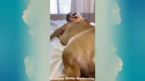 Animal funny video