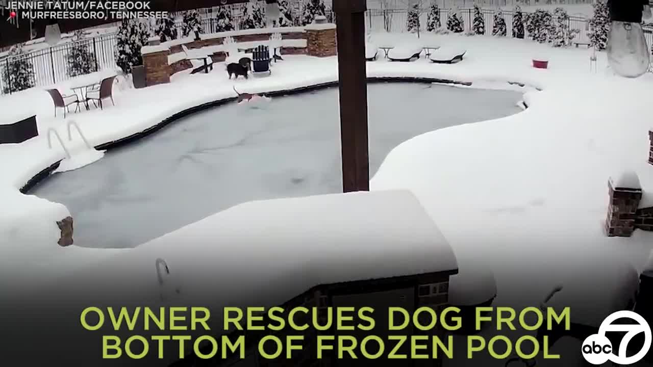 Tennessee woman jumps into frozen swimming pool to rescue dog