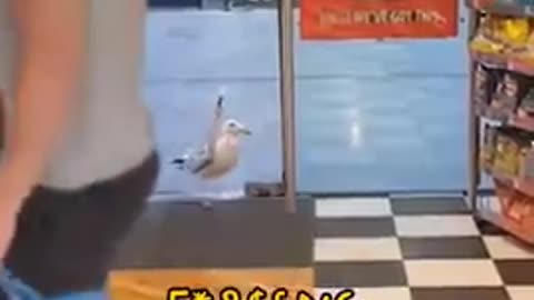 Seagull Gary