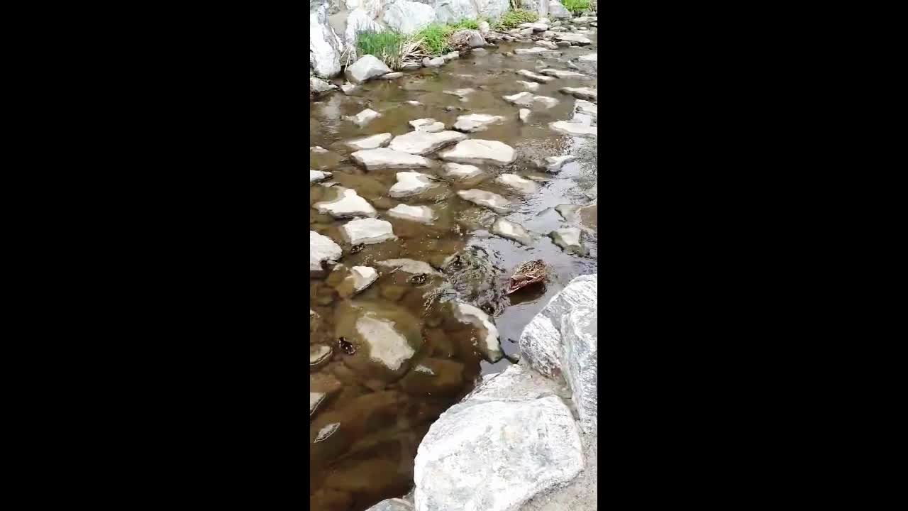 Mother Duck with Baby Duckling