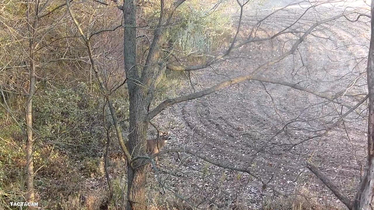 Same Iowa buck or two different ones?