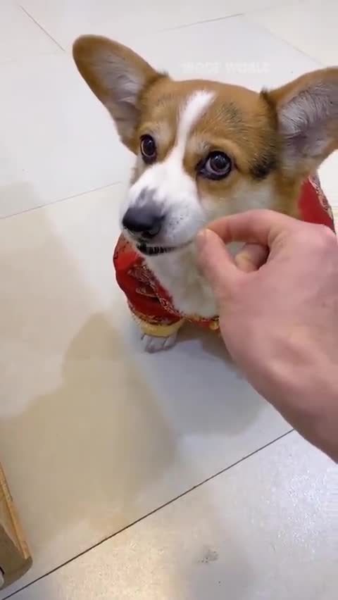 Doggo Wont Be Fooled Again