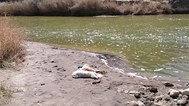 Rio Grande nap