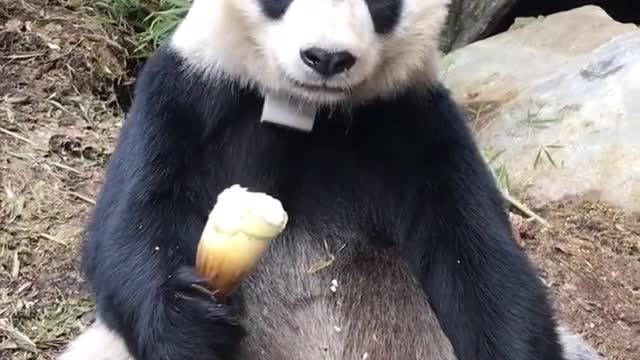 Panda eating