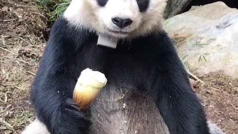 Panda eating