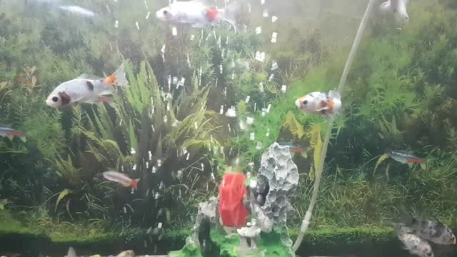 The beauty of the scene combined with the sweetness of the sound