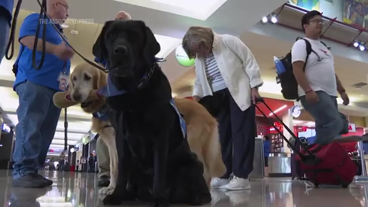 National Dog Day- Philadelphia airport thanks its brigade of therapy canines