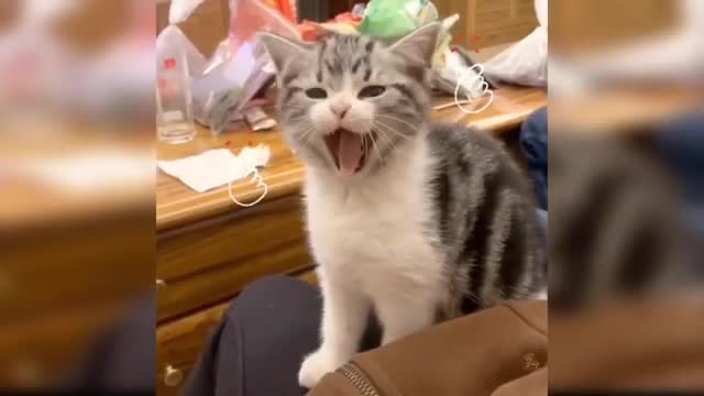 Funny cat videos for all ,To get fun with cat videos