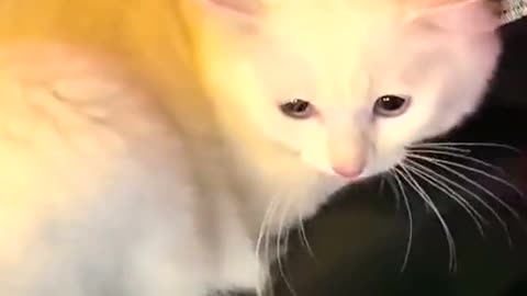 A cat sitting still in the back of a motorbike follows its owner home after a tiring work day