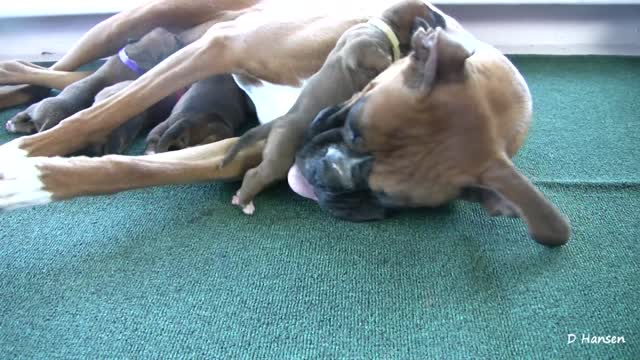 boxer puppies and boxer mama