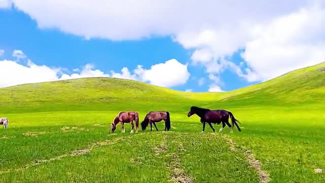 A herd of horses living in the grasslands.