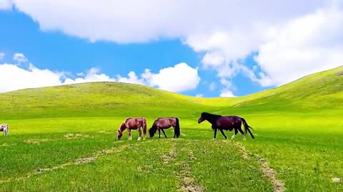 A herd of horses living in the grasslands.