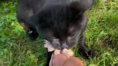 severe cat bite