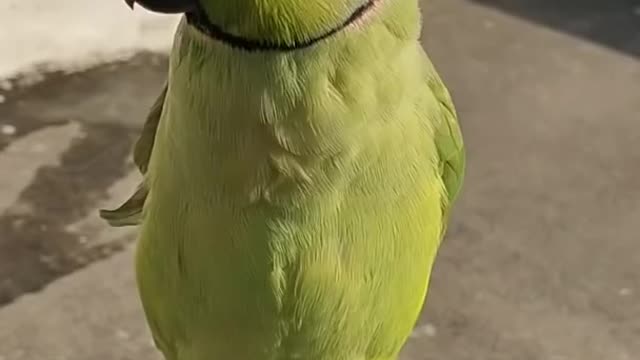 Funny and cute parrots