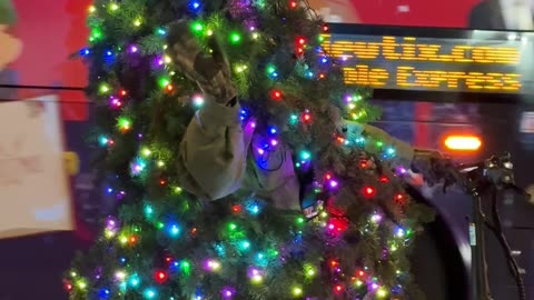 Christmas Tree Rides Bicycle In Manhattan