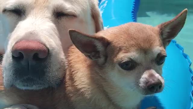 Two Pups in the Pool
