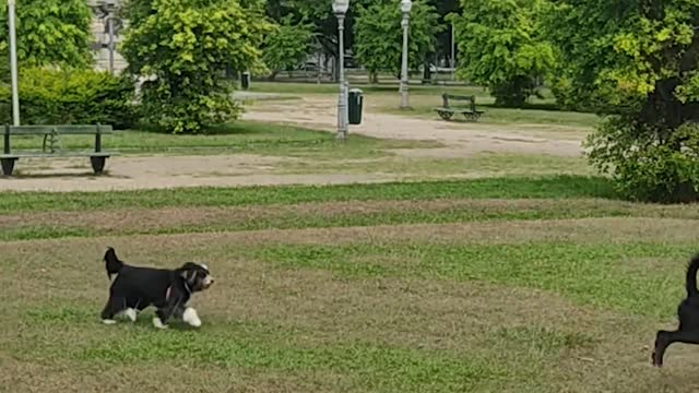 Happy little dog playing in the square