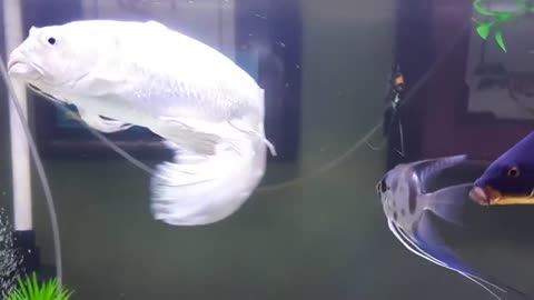 Platinum Butterfly Koi and Black Koi