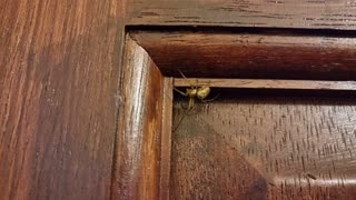 Dev The House Spider Scotland UNITED KINGDOM