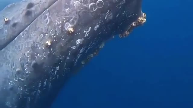 With newborn baby whale,listen sounds