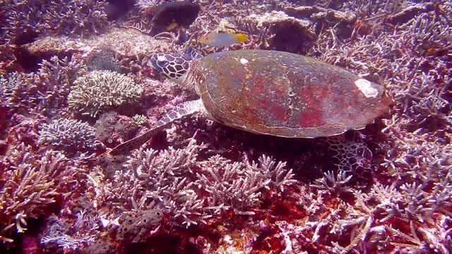 /The strangest things divers found in the depths of the sea