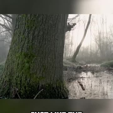 Celebrating the Unsung Heroes: Wraithen Swamps Uncovered