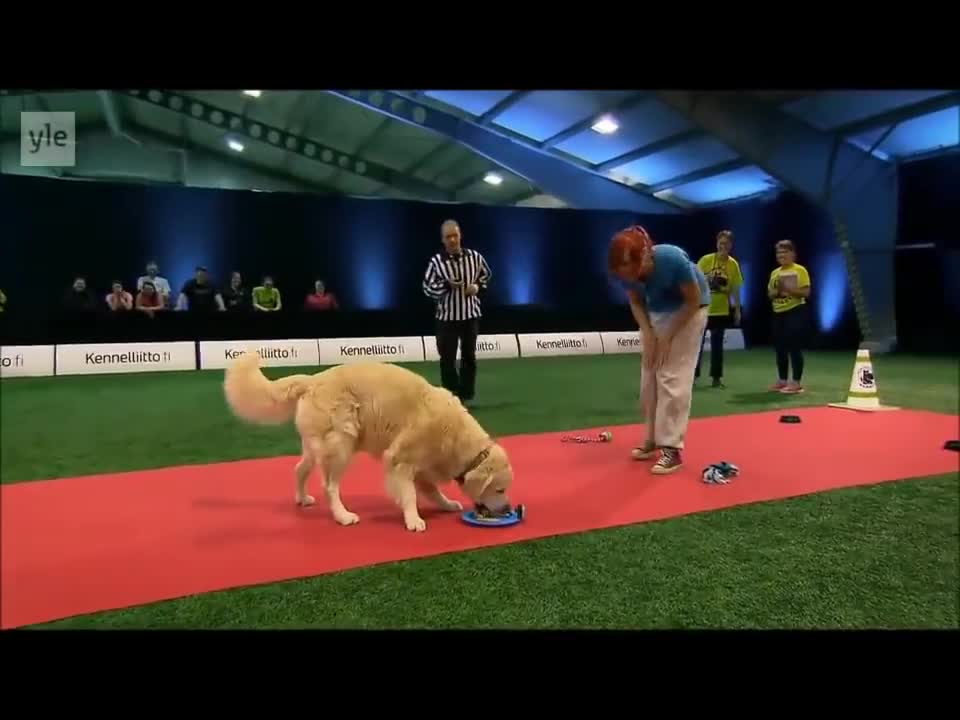 Hilarious Golden Retriever Really Wants To Race But.. First Things First.