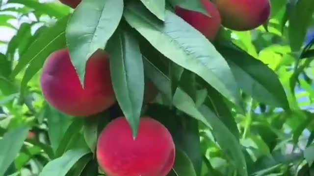 Peach season。