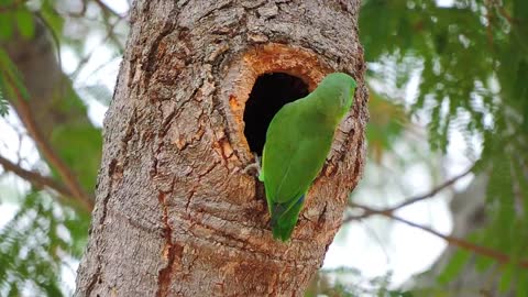 Talking parrot plays peekaboo with parrot stuffed animal##