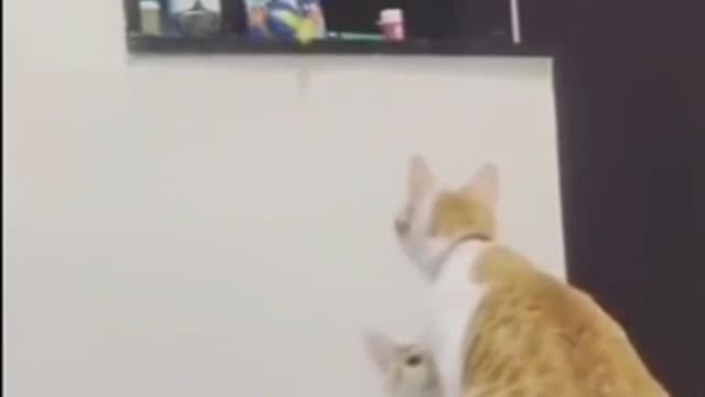 A moment of cuteness.Mama cat helps her kitten get her favourite toy