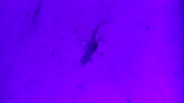 Gecko
