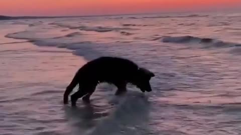 When a dog sees the sea for the first time