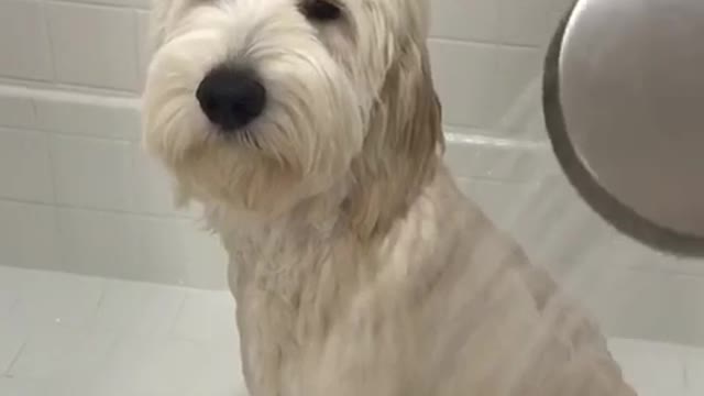 White dog frowns while getting shower in white tub