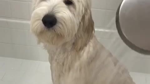 White dog frowns while getting shower in white tub