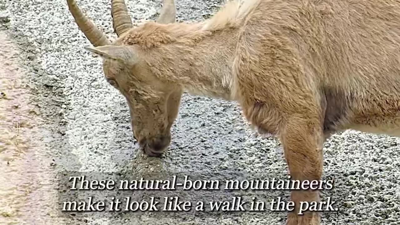 Wildlife with a natural perspective & Funs
