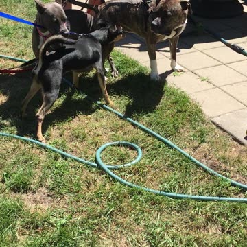 Foster puppy meet and greet!