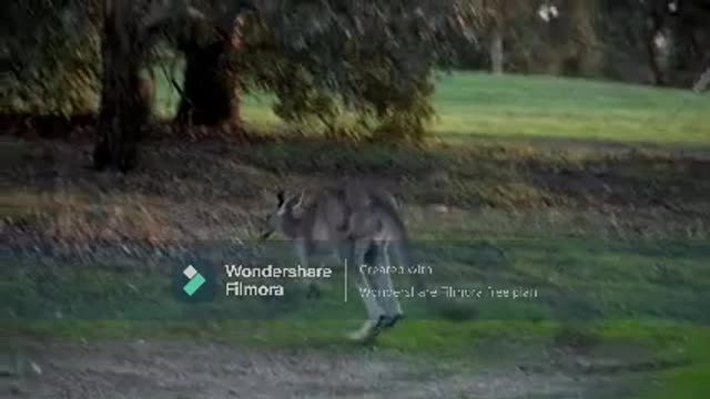 A Kangaroo Doing Its Trademark Jump