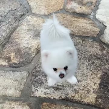 20210616文贵先生GETTR²：Snow