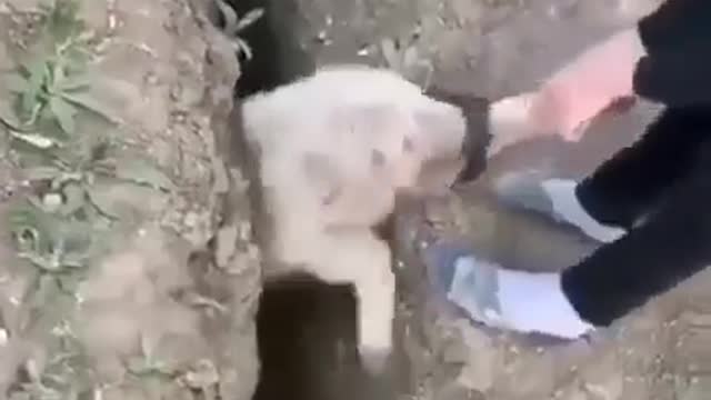 Wenn man versucht einem Schaf zu helfen - When trying to help a sheep
