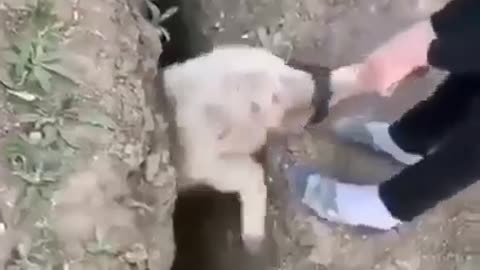 Wenn man versucht einem Schaf zu helfen - When trying to help a sheep