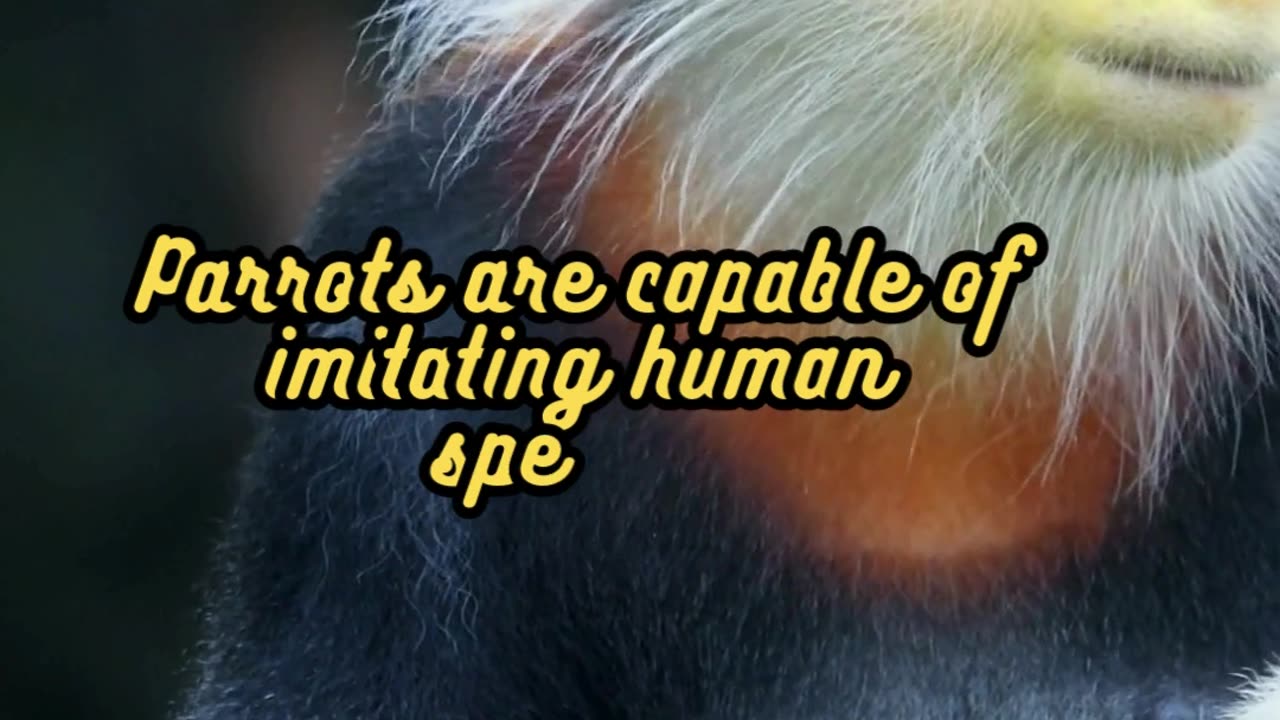 Animal Facts Parrots #shorts