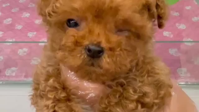 Pets look so cute while they are taking shower 😩