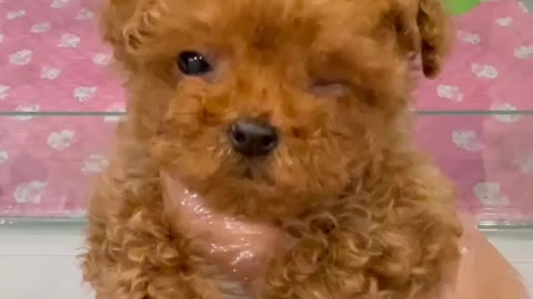 Pets look so cute while they are taking shower 😩