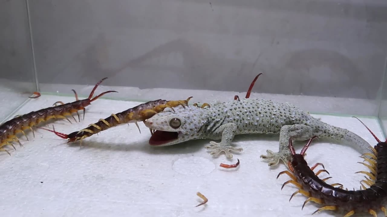 Gecko and 3 Gainst Centipede