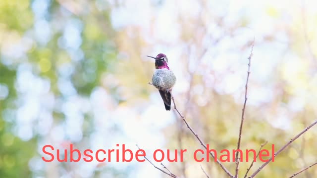 Most beautiful Bird hummingbird changing colours during singing.