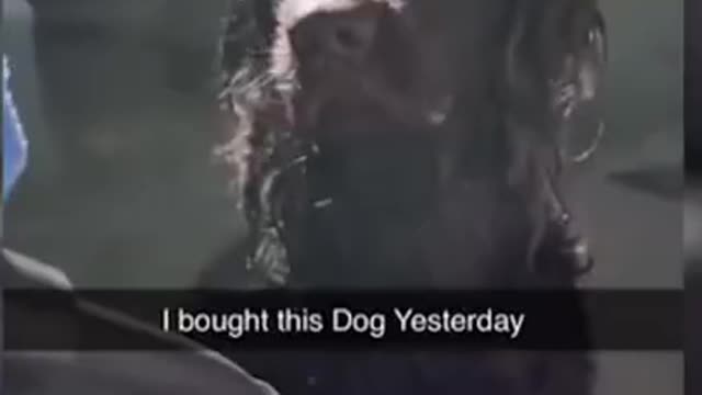 Try not to laugh 🤣 Funny animals