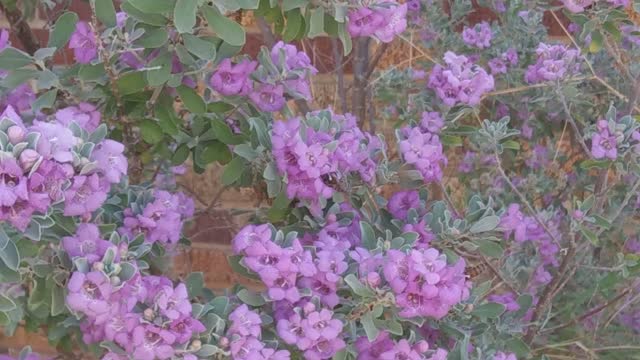 Bees And Flowers