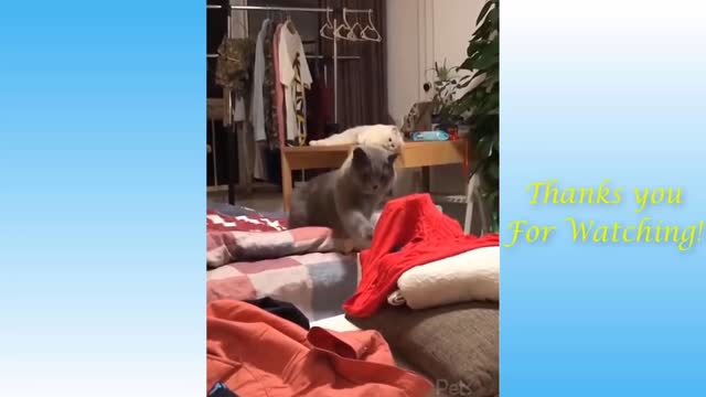 Top funny cat videos 2021