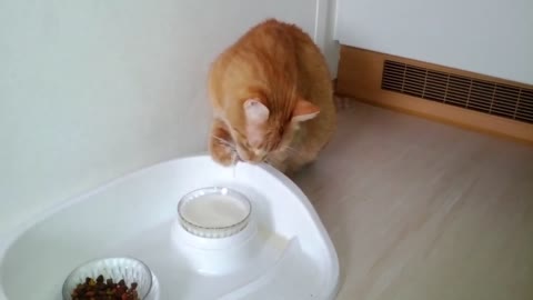 Drinking cat Thirst drinking animal pet cut funny video